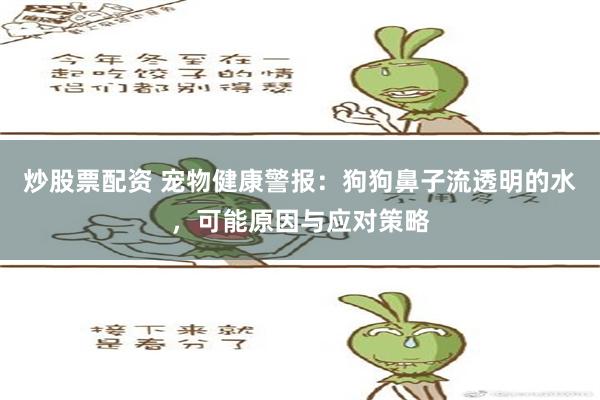 炒股票配资 宠物健康警报：狗狗鼻子流透明的水，可能原因与应对策略